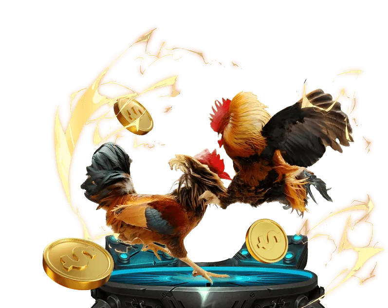 Trận đá gà cựa dao trực tiếp hôm nay